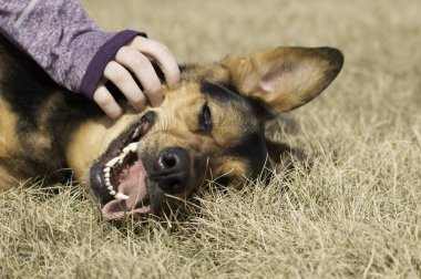 Sevimli bir Alman kurdu çimenlerin üzerinde uzanmış bir insanın eli yüzündeydi.
