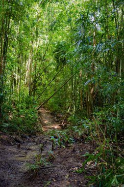 Manoa yakınlarındaki bambu orman patikası Oahu, Hawaii 'de düşüyor.