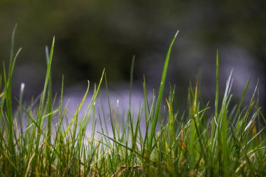 bir bahar nesnesinin güzel renkli fotoğrafı