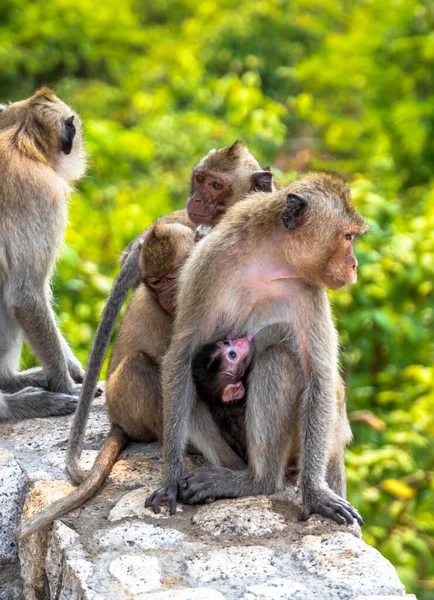 Vertical Shot Mother Macaque Baby Sitting Stone Wall — Stock Photo, Image