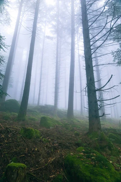Tiro Vertical Árvores Floresta Coberta Com Nevoeiro — Fotografia de Stock