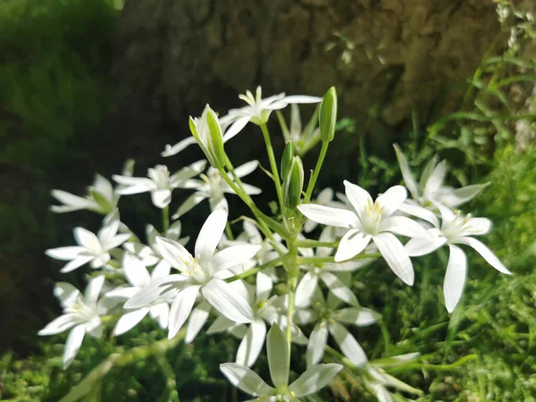 Gros Plan Fleurs Blanches Clématites Dans Parc Par Temps Ensoleillé — Photo