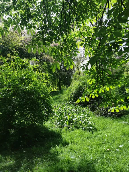 Ένα Κάθετο Πλάνο Καταπράσινης Φύσης Στο Parque Del Retiro Μαδρίτη — Φωτογραφία Αρχείου