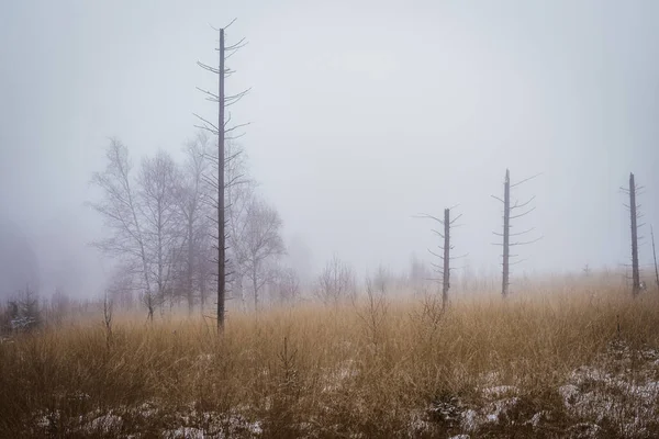 Peisaj Natural Unui Câmp Iarbă Uscată Acoperită Zăpadă Ușoară Ceață — Fotografie, imagine de stoc