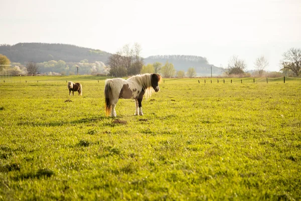 Una Splendida Vista Dei Pony Campo Verde — Foto Stock