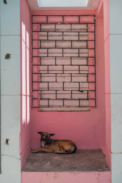 Vertical Shot Stray Dog Pink Building Puerto Plata Dominican Republic — Stock Photo, Image