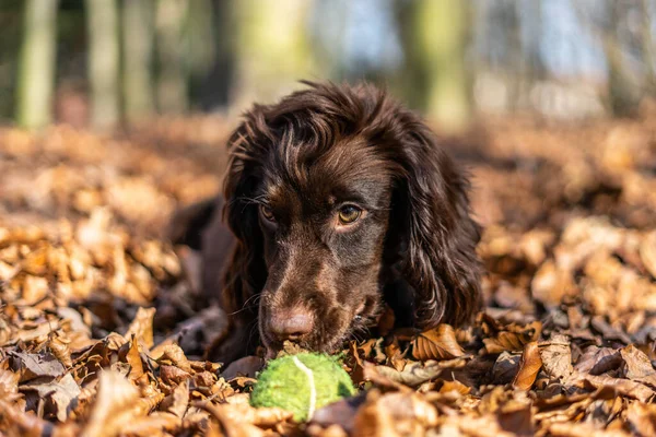 A close-up portrait of a cute black Cocker Spaniel puppy playing with a tennis ball surrounded by leaves