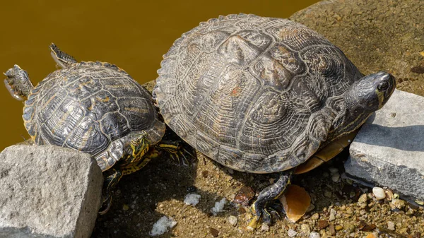 Een Familie Van Beschilderde Schildpadden Een Rots Bij Een Vijver — Stockfoto