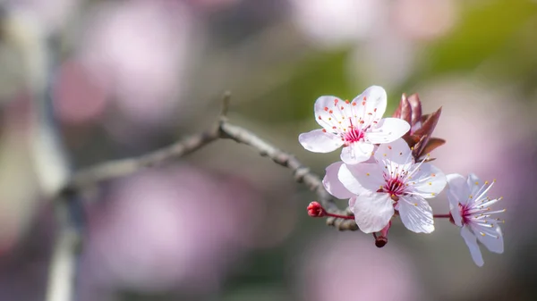 Bulanık Arkaplanda Kiraz Çiçeklerinin Yakın Plan Çekimi — Stok fotoğraf