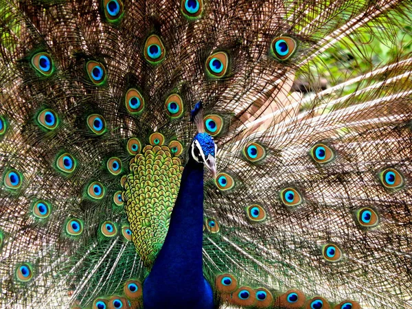 Gros Plan Paon Oiseau National Inde — Photo