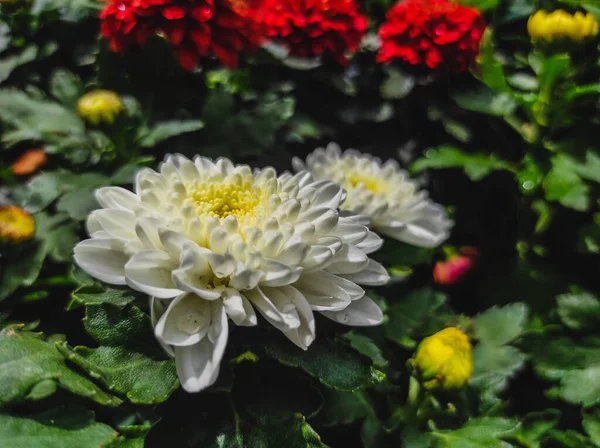 Enfoque Selectivo Flores Crisantemo Blanco —  Fotos de Stock