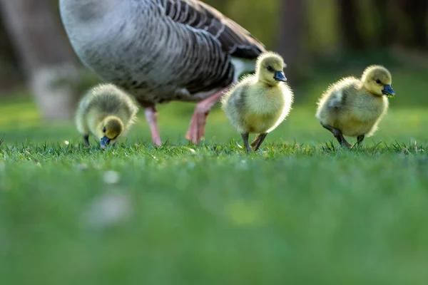 Mother Goose Adorable Goslings Looking Food Grass — Stock Photo, Image