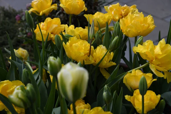 Egy Sekély Fókuszfelvétel Egy Rakás Sárga Tulipánról Egy Virágcserépben Kertben — Stock Fotó