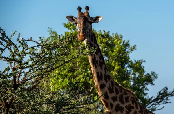Güneşli Bir Günde Çalıların Arasından Dışarı Bakan Meraklı Zürafa — Stok fotoğraf