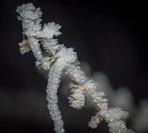 Karla Kaplı Bir Dalın Yakın Çekimi — Stok fotoğraf