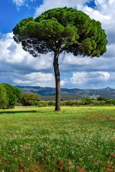 Pinus Pinea Stone Pine Green Meadow Flowers Cloudy Sky Mountain — Stock Photo, Image