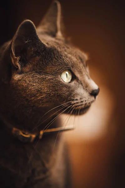 A vertical closeup of the Russian Blue Cat commonly referred to as just Russian Blue.