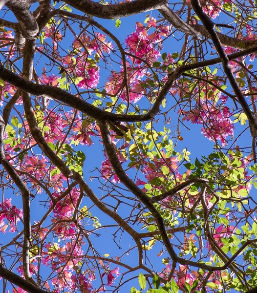 Низький Кут Знімка Квітучого Дерева Тлі Чистого Блакитного Неба — стокове фото