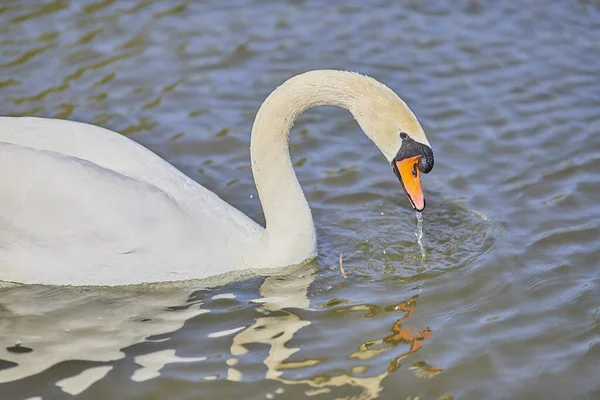 Nahaufnahme Eines Weißen Schwans Der Wasser Trinkt Und See Schwimmt — Stockfoto