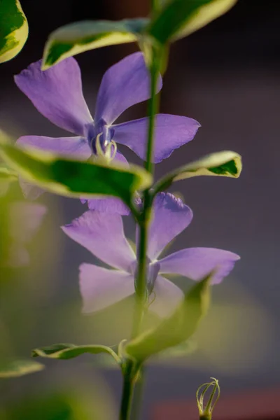 Ένα Κάθετο Κοντινό Πλάνο Του Catharanthus Roseus Κοινώς Γνωστό Φωτεινά — Φωτογραφία Αρχείου