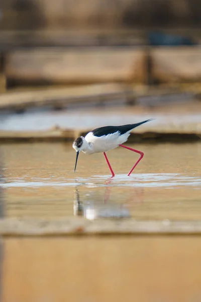 Vacker Svart Och Vit Stickare Fågel Söker Mat Flod Suddig — Stockfoto
