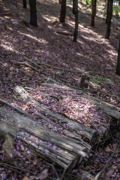 Vertical Shot Flower Petals Ground — Stock Photo, Image