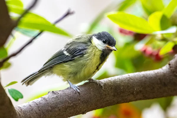 Great Tit Baby Titmouse Waiting His Mother Feed Him — Fotografia de Stock