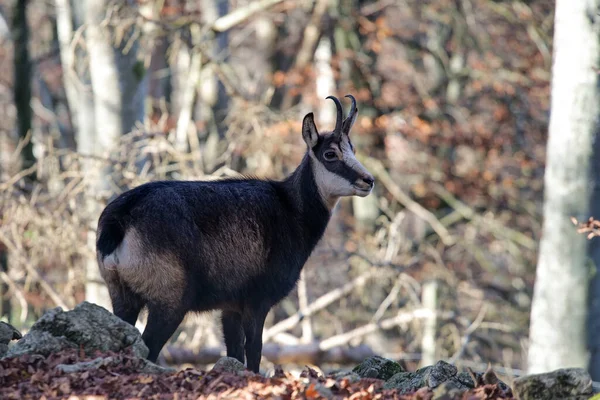 Een Close Van Een Zeemzeem Alpenzeem Die Een Bos Staat — Stockfoto