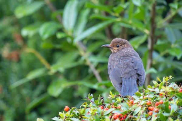 Eine Amsel Turdus Merula Sitzt Auf Einem Feuerdornbusch Pyracantha Mit — Stockfoto