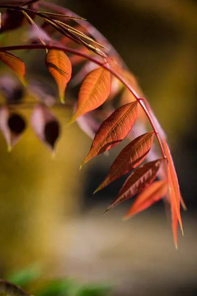 Vertical Shot Orange Leaves Tree Blurred Background — Stock Photo, Image