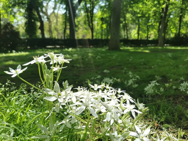 阳光普照的公园里白花的风景 — 图库照片