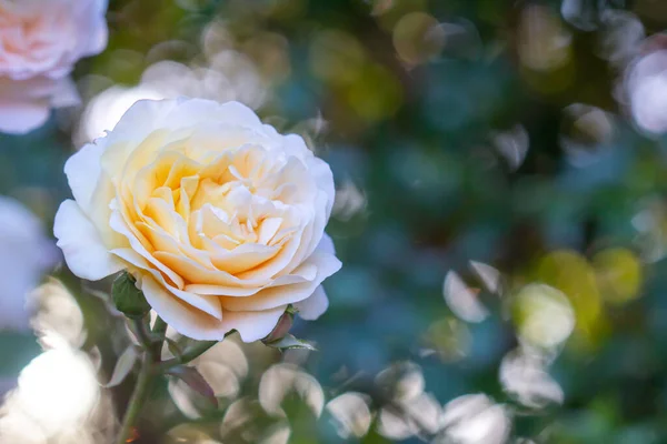 Nahaufnahme Einer Schönen Rose Auf Verschwommenem Hintergrund — Stockfoto