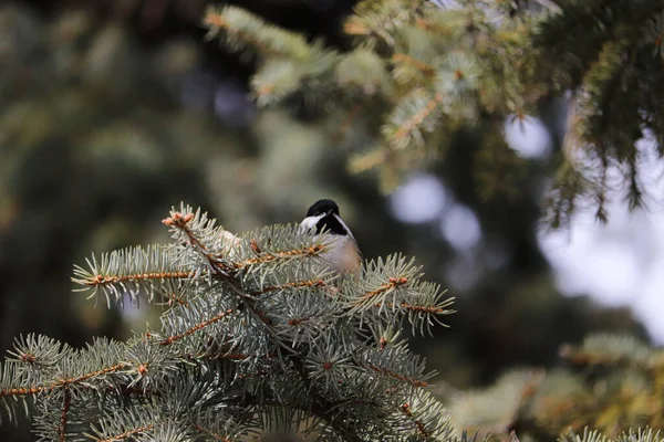 Closeup Shot Bird Tree Winnipeg Canada — Stock Photo, Image