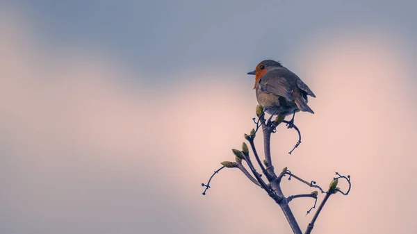 Вибірковий Фокус Драйв Європейської Рубіни Eitacus Rubecula Гілці — стокове фото