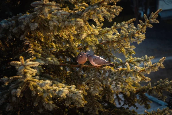 Dois Pássaros Beijando Abeto — Fotografia de Stock