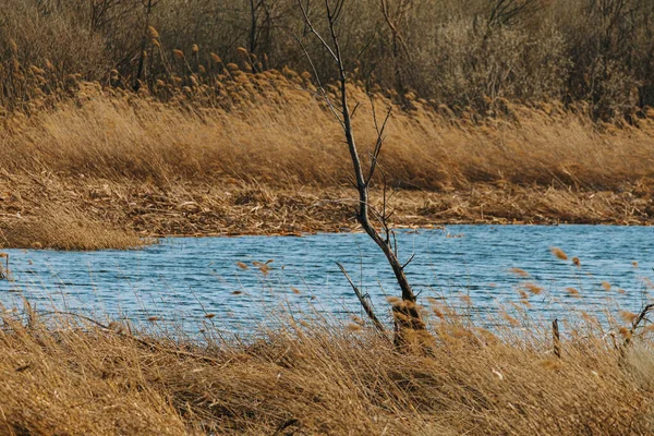 Uma Vista Natural Paisagem Uma Lagoa Cercada Por Grama Seca — Fotografia de Stock