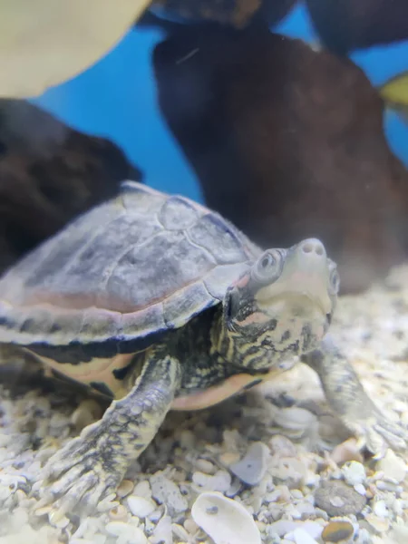 Gros Plan Une Petite Tortue Dans Aquarium — Photo