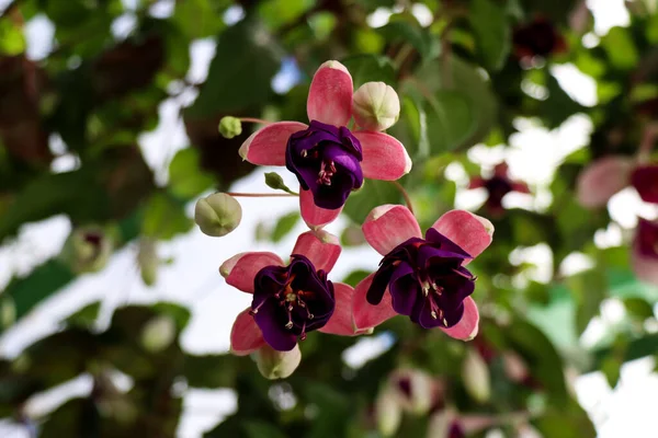 Квітка Фуксії Висить Дереві Теплиці — стокове фото