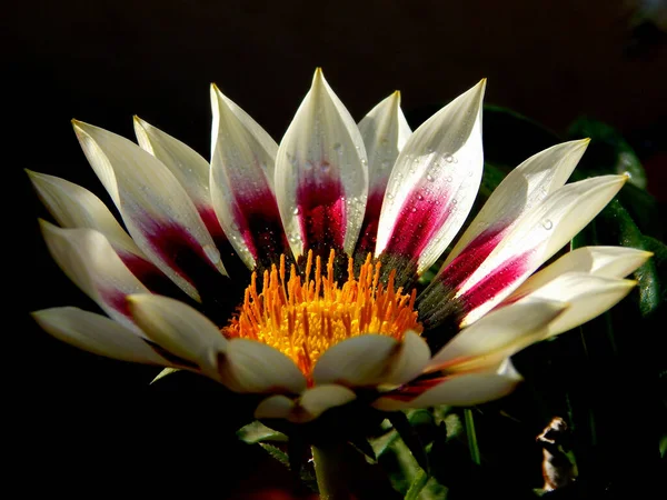 Closeup Shot Blooming Flower — Stock Photo, Image