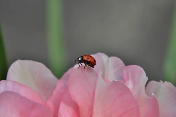 Pembe Bir Çiçek Yaprağındaki Uğur Böceğinin Yakın Çekimi — Stok fotoğraf