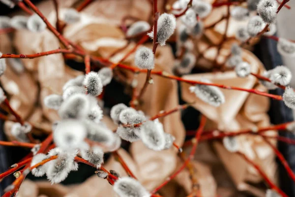 Gros Plan Des Bourgeons Saule Pelucheux Sur Les Branches Arbre — Photo