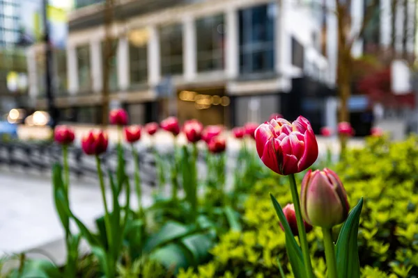 Detailní Záběr Tulipánů Kvetoucích Parku Centru Vancouveru Kanada — Stock fotografie