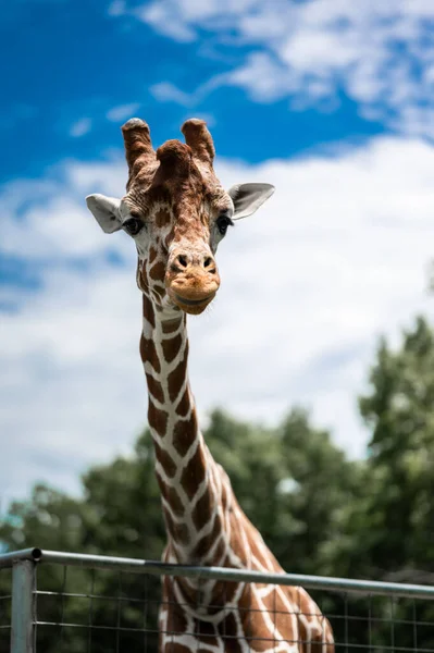 Plan Vertical Une Girafe Commune Debout Dans Cage Sur Fond — Photo