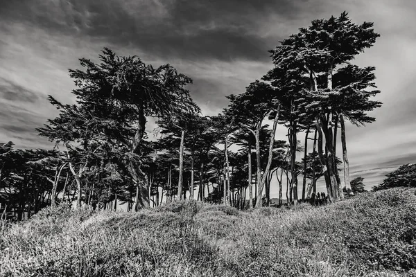 Сірий Знімок Дерев Тлі Хмарного Неба Довгим Ефектом Експозиції — стокове фото