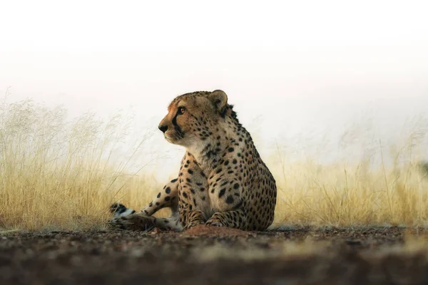 Een Prachtige Cheetah Zittend Grond Met Kruiden Mistige Lucht Achtergrond — Stockfoto