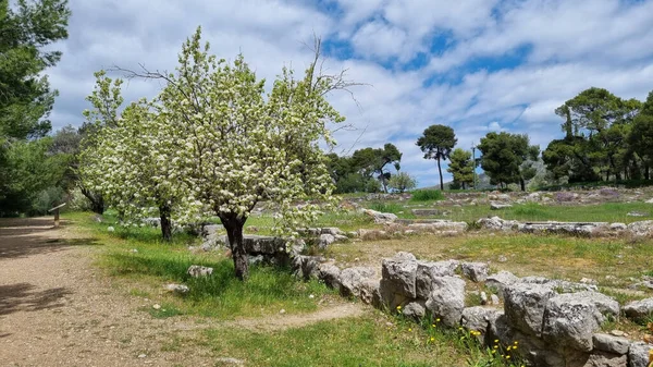 Yunanistan 'daki Epidaurus arkeoloji bahçesinde çiçek açan bir ağaç
