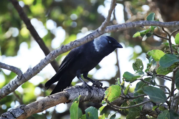 Primer Plano Una Mandíbula Occidental Posada Sobre Una Rama Árbol —  Fotos de Stock