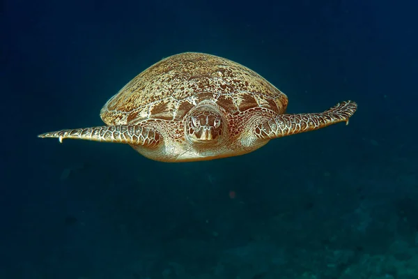 Крупный План Морской Черепахи Голубой Воде Челонииды — стоковое фото