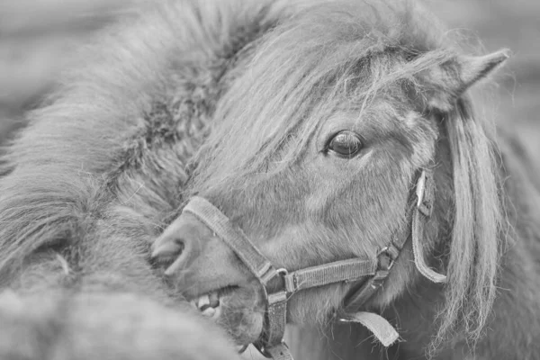 Ett Gråskaleporträtt Två Hästar Som Sniffar Varandra Fält Med Suddig — Stockfoto
