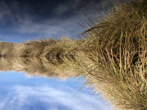 Zbliżenie Suchej Trawy Odbijającej Się Wodzie — Zdjęcie stockowe